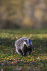 running Badger