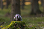 standing Badger