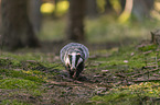 running Badger