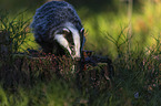 Badger in the forest