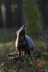 Badger in the forest