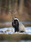 sitting Badger