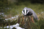 Badger