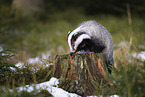 Badger