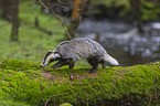 Badger