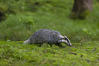 Badger