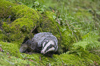 Badger