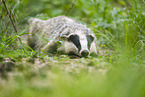 badger