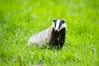 badger