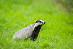 badger
