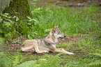 european wolf