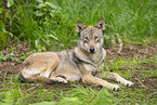 european wolf