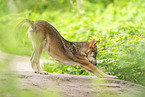 european wolf