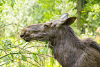 elk