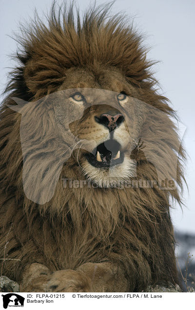 Barbary lion / FLPA-01215