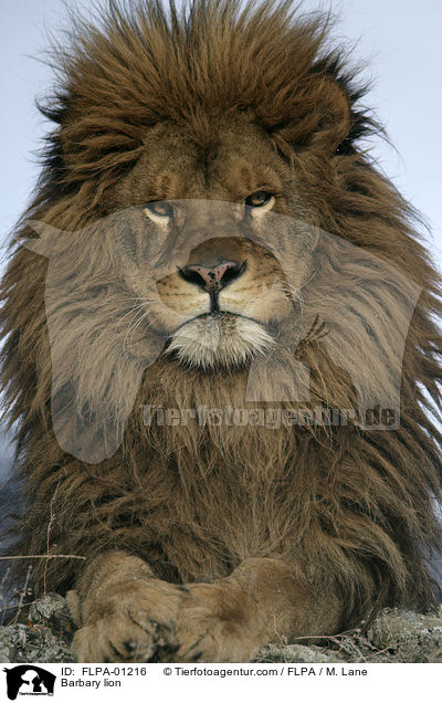 Berberlwe / Barbary lion / FLPA-01216