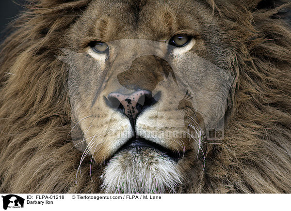 Barbary lion / FLPA-01218