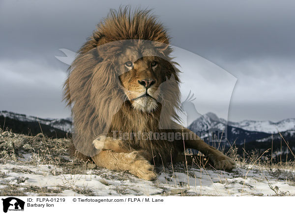 Berberlwe / Barbary lion / FLPA-01219
