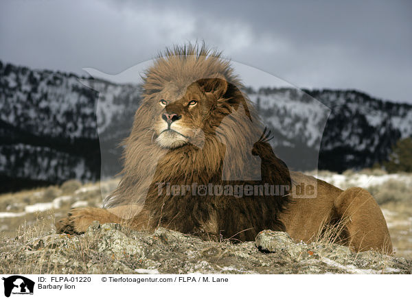 Barbary lion / FLPA-01220