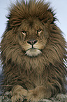 Barbary lion