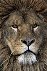 Barbary lion