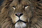 Barbary lion