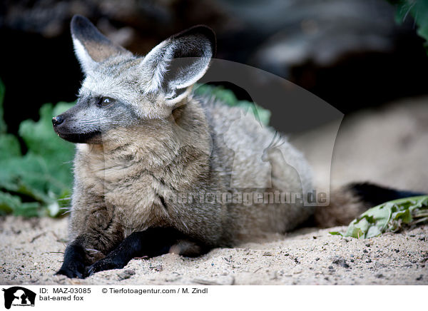 bat-eared fox / MAZ-03085