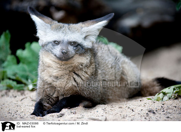 bat-eared fox / MAZ-03086
