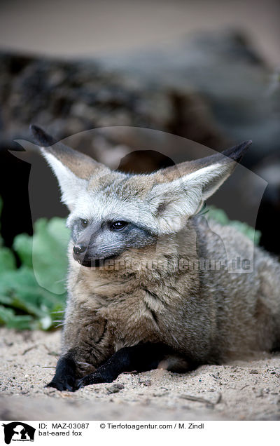 bat-eared fox / MAZ-03087