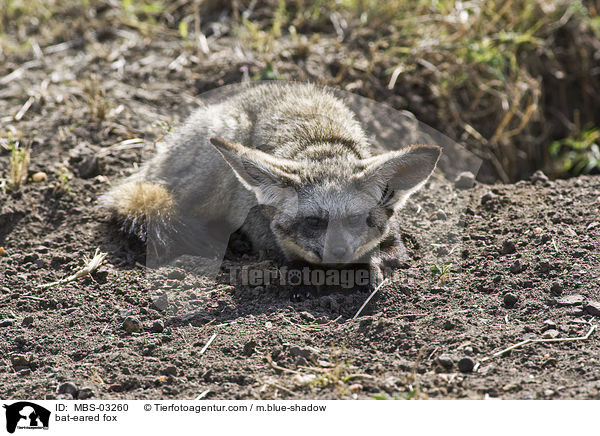 Lffelfuchs / bat-eared fox / MBS-03260