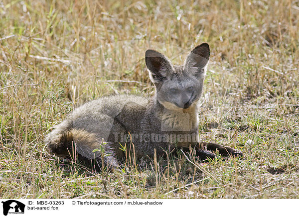 Lffelfuchs / bat-eared fox / MBS-03263