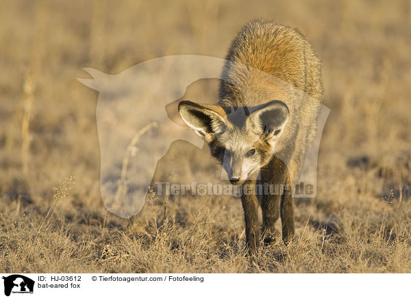 Lffelhund / bat-eared fox / HJ-03612