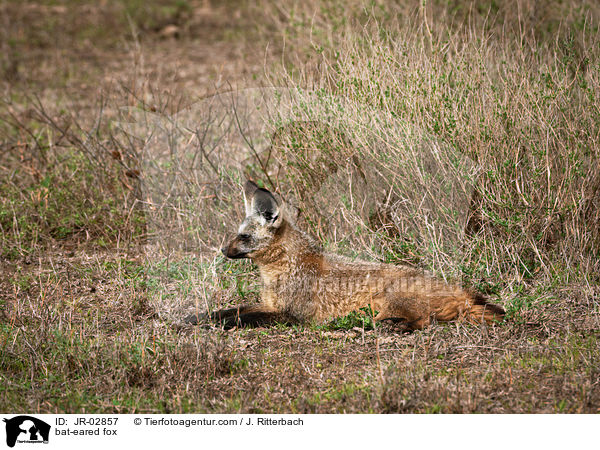 Lffelfuchs / bat-eared fox / JR-02857