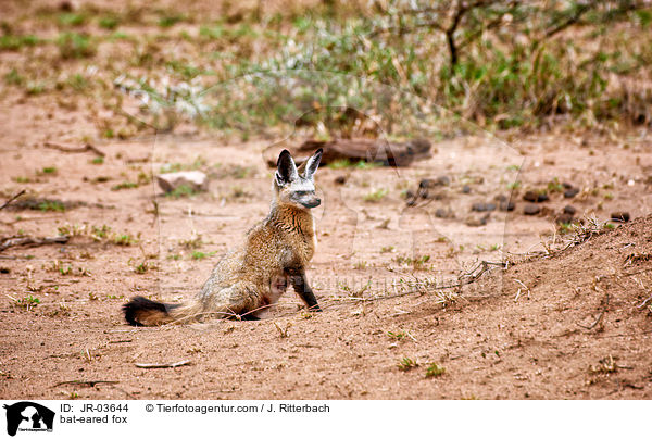bat-eared fox / JR-03644
