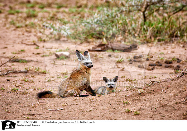 bat-eared foxes / JR-03646