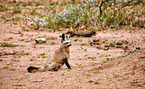 bat-eared fox