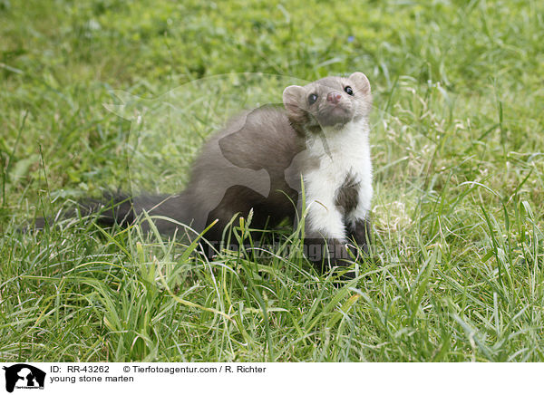 young stone marten / RR-43262