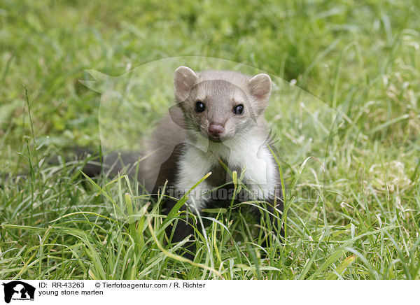 junger Steinmarder / young stone marten / RR-43263