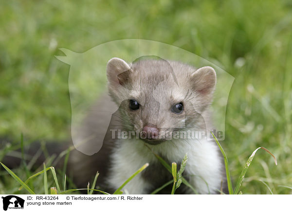 young stone marten / RR-43264