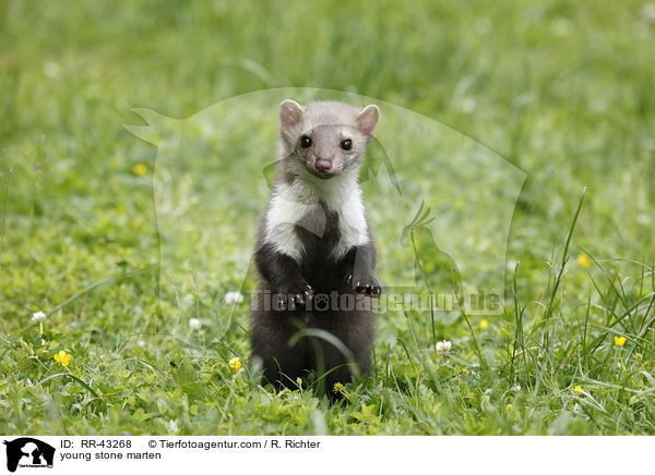 young stone marten / RR-43268
