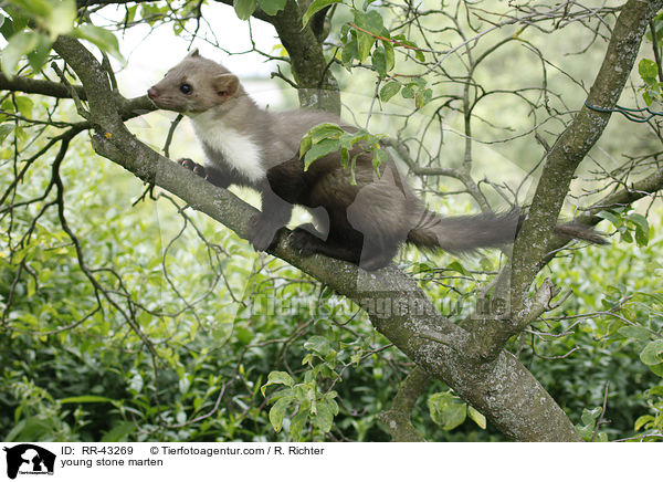 young stone marten / RR-43269