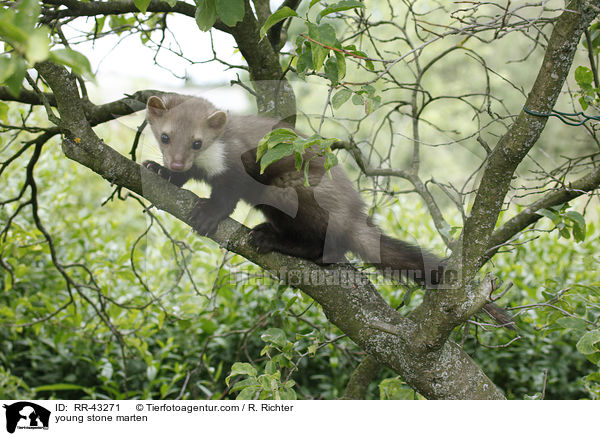 junger Steinmarder / young stone marten / RR-43271