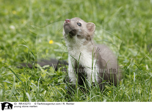 young stone marten / RR-43273