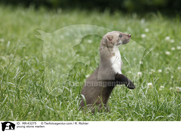 young stone marten / RR-43275