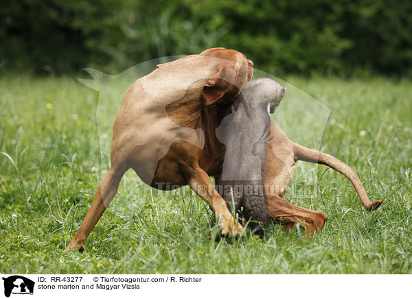 Steinmarder und Magyar Vizsla / stone marten and Magyar Vizsla / RR-43277