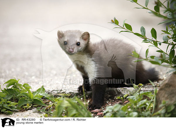 young stone marten / RR-43280