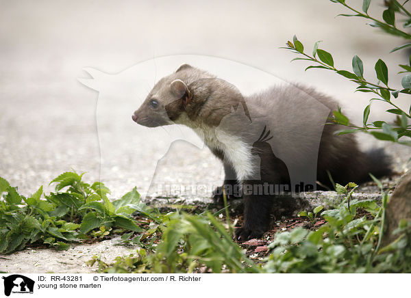 young stone marten / RR-43281