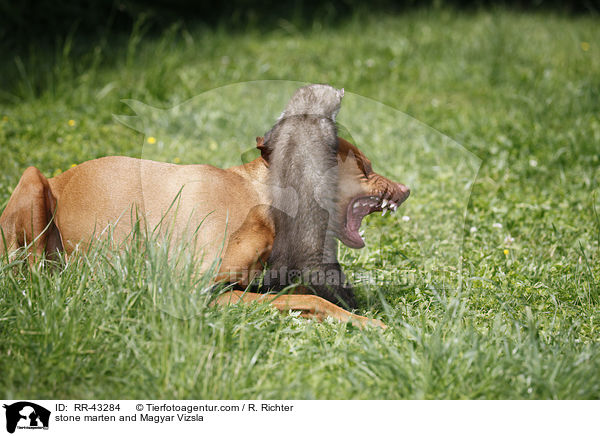 Steinmarder und Magyar Vizsla / stone marten and Magyar Vizsla / RR-43284