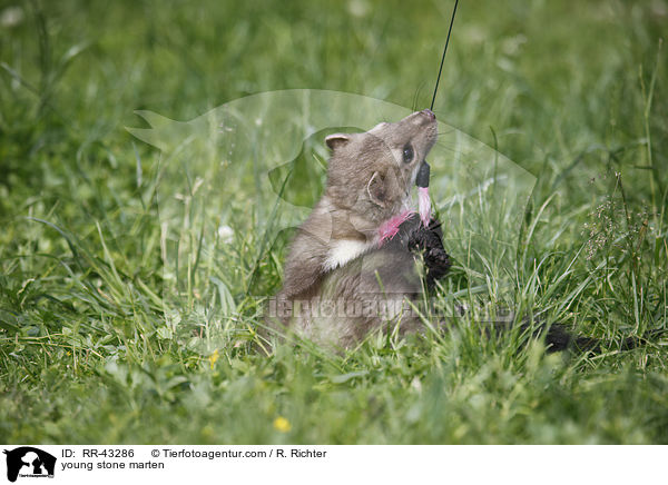 junger Steinmarder / young stone marten / RR-43286