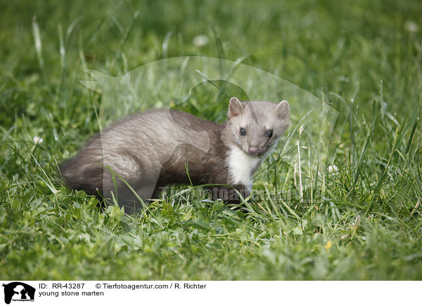 junger Steinmarder / young stone marten / RR-43287